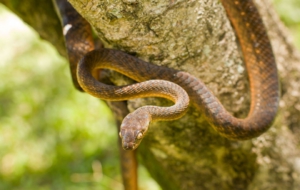 Brown Tree Snake Wallpapers HD