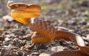 Brown Tree Snake Widescreen
