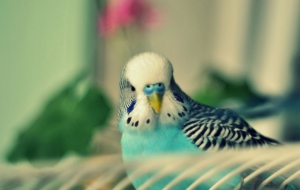 Budgerigar HD Wallpaper