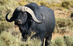 Buffalo HD Wallpaper