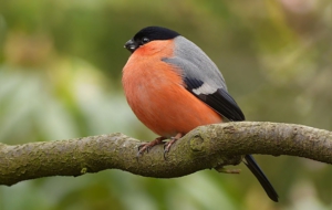 Bullfinch Desktop
