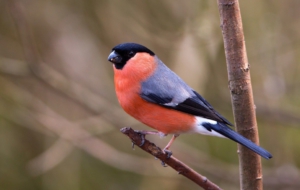 Bullfinch Images