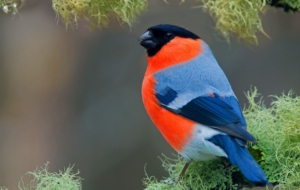 Bullfinch For Desktop