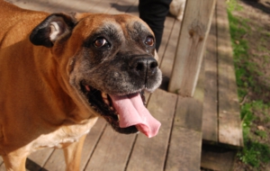 Bullmastiff High Definition Wallpapers