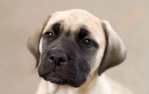 Bullmastiff Full HD