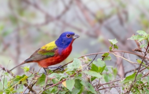 Bunting Computer Backgrounds