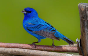 Bunting Computer Wallpaper