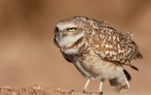 Burrowing Owl Desktop Wallpaper