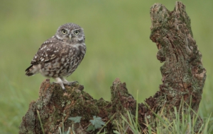 Burrowing Owl HD Background