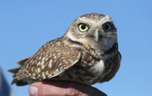 Burrowing Owl HD Wallpaper