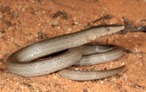 Burton's Legless Lizard Desktop
