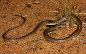 Burton's Legless Lizard HD