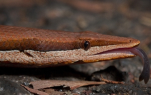 Burton's Legless Lizard HD Wallpaper