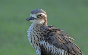 Bush Stone Curlew Background