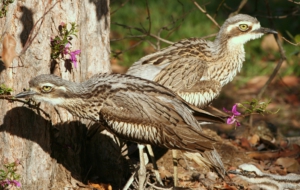 Bush Stone Curlew Computer Wallpaper