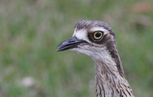 Bush Stone Curlew Wallpapers