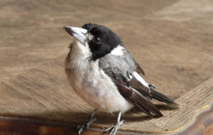 Butcherbird Background