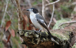 Butcherbird Computer Wallpaper