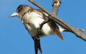 Butcherbird Desktop