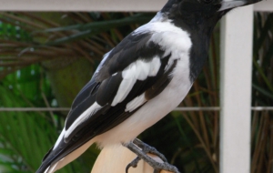 Butcherbird HD