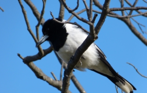 Butcherbird HD Background