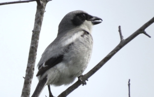 Butcherbird HD Wallpaper