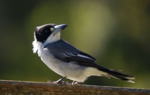 Butcherbird High Definition Wallpapers