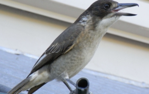 Butcherbird High Quality Wallpapers