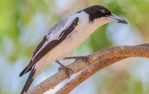 Butcherbird Photos