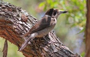 Butcherbird Pictures