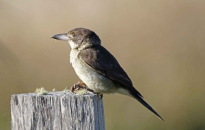 Butcherbird Wallpapers