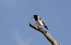 Butcherbird Wallpapers HD