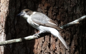 Butcherbird Widescreen