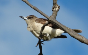 Butcherbird For Desktop