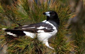 Butcherbird Full HD