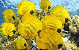 Butterflyfish HD Desktop
