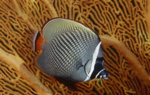 Butterflyfish Wallpaper