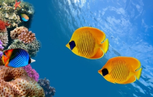 Butterflyfish Widescreen