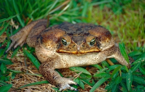 Cane Toad 4K