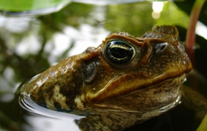 Cane Toad Computer Backgrounds