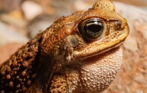 Cane Toad Computer Wallpaper