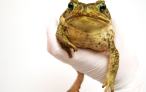 Cane Toad Desktop Wallpaper