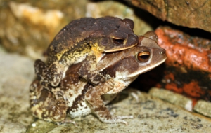 Cane Toad HD