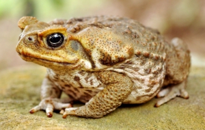 Cane Toad HD Background