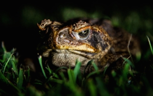 Cane Toad HD Desktop