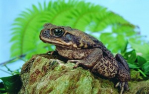 Cane Toad HD Wallpaper