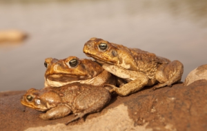 Cane Toad For Desktop