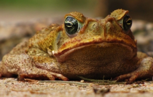 Cane Toad For Desktop Background