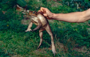 Cane Toad Full HD