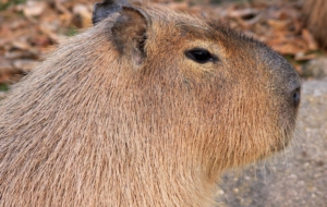 Capybara HD Wallpaper